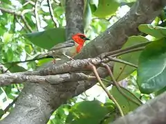 Fodi de Mauricio (Foudia rubra)