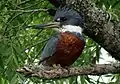 Martín Pescador Grande (Megaceryle torquata) en el Parque Nacional