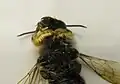 Macho Megachile Subgenus Xanthosarus con patas delanteras modificadas