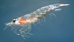 Del norte krill