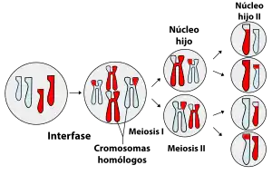 Sorting of homologous chromosomes during meiosis