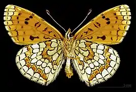 ♂ △ ventral