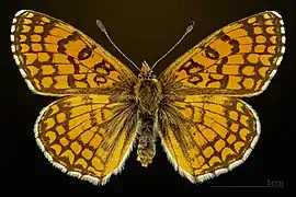 ♂ dorso