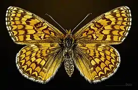 ♀ dorso