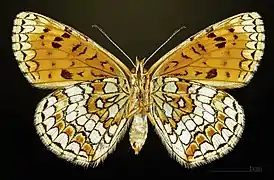 ♀ △ ventral