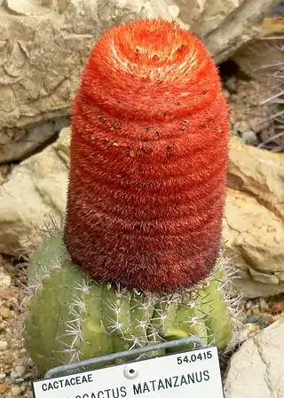 Cefalio de Melocactus matanzanus