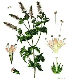 Mentha spicata L. var. crispata Schrad.