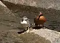 Juvenil (Izquierda) y hembra de pato de las torrentes peruano en el   Rio Urubamba, Perú