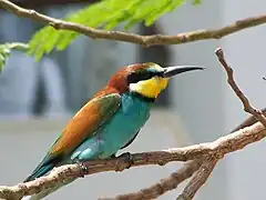 Merops apiaster