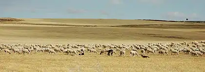 Rebaño de ovejas aprovechando el rastrojo en la estepa cerealista de campos abiertos de la meseta castellana.