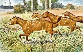 Mesohippus (Équido del Oligoceno)