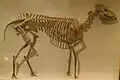 Exhibición de un Mesohippus barbouri en el Museo de Historia Natural de Harvard.