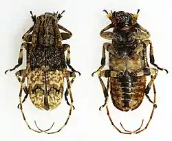 Mesosa irrorata