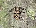 Mesosa sp.