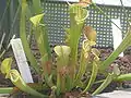 La planta insectívora Sarracenia oreophila.