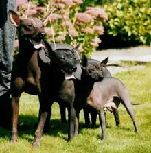 Xoloitzcuintle.