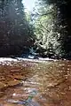 Photograph of running stream in Algonquin Park.