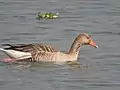 Aves migratorias en Ropar