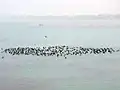 Aves migratorias en Ropar, enero 2018