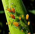 Ninfas y adultos de Aphis nerii