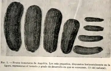 1943, Cucurbita pepo Zapallito de Italia, Largo, de Génova, Nápoli, Nápole, Tronco Alargado (Buenos Aires), Angolita o Zapallito Angola (Salta y Tucumán). A la izquierda maduros, a la derecha inmaduros listos para consumir. La morfología se encontraba entre el "Boston Greek" y el "Zucchini".