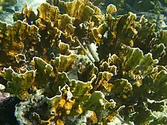 Millepora complanata, en Bonaire