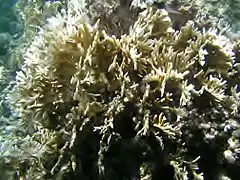 Millepora intricata en Samoa Americana