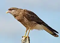 D. chimango en Río Grande, Brasil