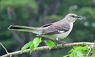 Mimus polyglottos