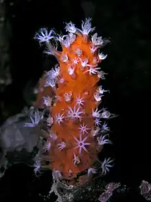 Pólipos del coral blando colonial Minabea