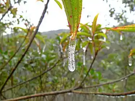 Carámbano miniatura en una hoja.