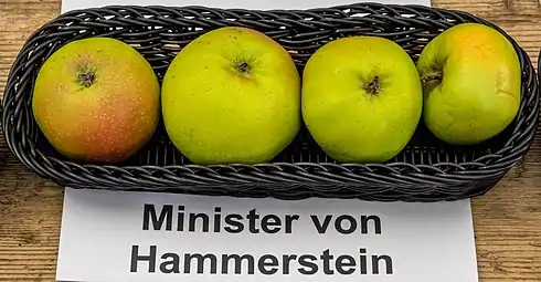 Manzanas 'Minister von Hammerstein'.