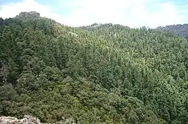 Cedro (Cupressus lusitanica) en Mineral del Chico.