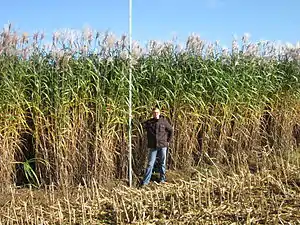 Miscanthus x giganteus