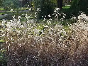 Miscanthus oligostachyus.