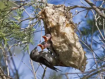 Hembra adulta alimentando a sus polluelos en Perth, Australia Occidental.