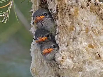 Tres polluelos en un nido cerca de muchos árboles de casuarina con muérdagos.