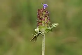 Araña Misumena vatia