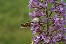 Araña Misumena vatia