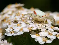 Misumena vatia