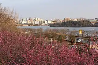 Floración de ciruelos y la ciudad de Mito