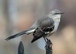 Mimus polyglottos