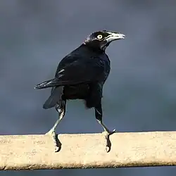 Tordo gigante en Pantanal Norte, Poconé - MT - Brasil