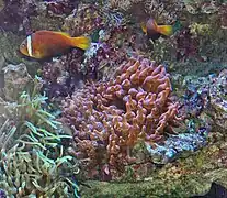 A. frenatus sobre anémonas Entacmaea quadricolor, en el Museo Oceanográfico de Mónaco