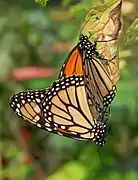 Danaus plexippus