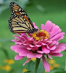 Adulto alimentándose de la flor de una planta del género Zinnia