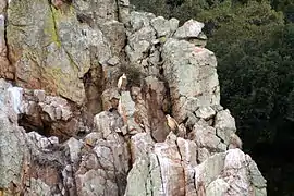 Buitres leonados (Gyps fulvus) en los roquedos de Monfragüe.