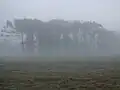 Amanecer con niebla en un montecito de Araucaria angustifolia del Parque