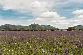 Paisaje cercano a los Montes de Toledo (Meseta Central).