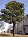 Árbol lunar frente al Palacio de Justicia del Condado de Sebastian en Fort Smith, Arkansas.